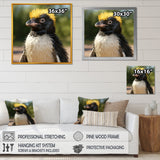 Penguin photo portrait - Black Penguin Wall Art