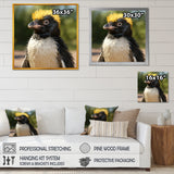 Penguin photo portrait - Black Penguin Wall Art