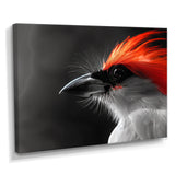 Red black Whispers Bird of Paradise - Bird Bedroom Wall Art