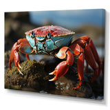 Crab Coastal Scavenger - Crab Home Decor Art