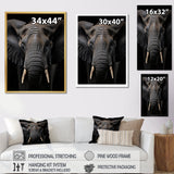 Elephant Portrait In Black And White - Elephant Wall Art Prints