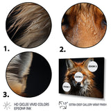 Fox Portrait Photo - Fox Wall Art Prints