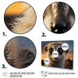 Brown Peach Meercat Portrait - Meercat Framed Canvas Art