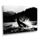 Orca Splashing In The Water Monochrome - Coastal Animal Framed Canvas Art