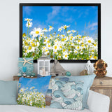 White Daisies under Bright Blue Sky