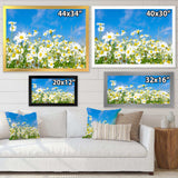 White Daisies under Bright Blue Sky