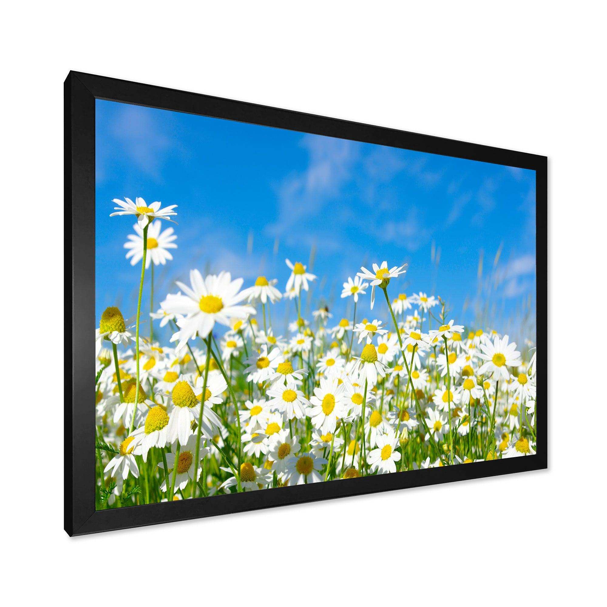 White Daisies under Bright Blue Sky