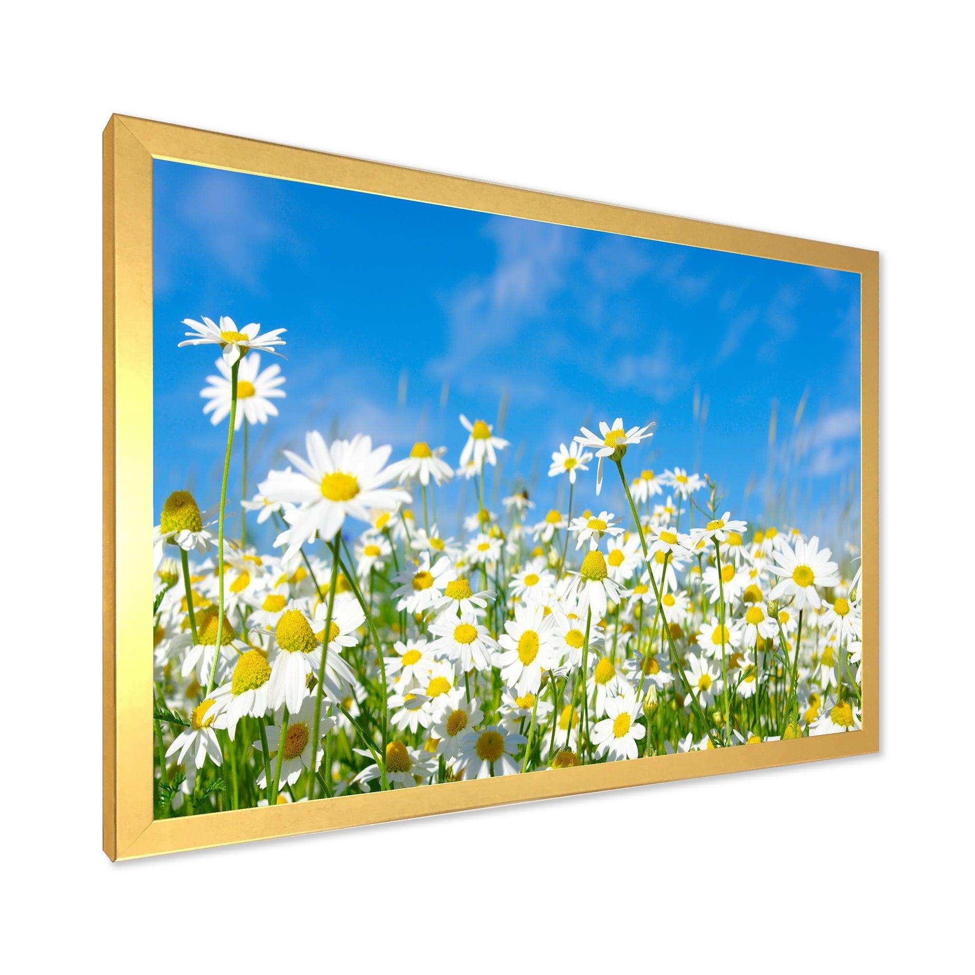 White Daisies under Bright Blue Sky