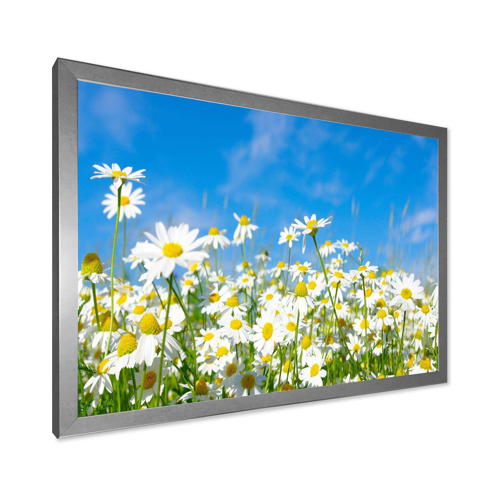 White Daisies under Bright Blue Sky