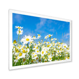 White Daisies under Bright Blue Sky