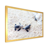 Baby Green Turtles on Sand - Animal Wall Art Print