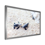 Baby Green Turtles on Sand - Animal Wall Art Print