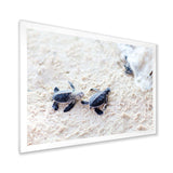 Baby Green Turtles on Sand - Animal Wall Art Print