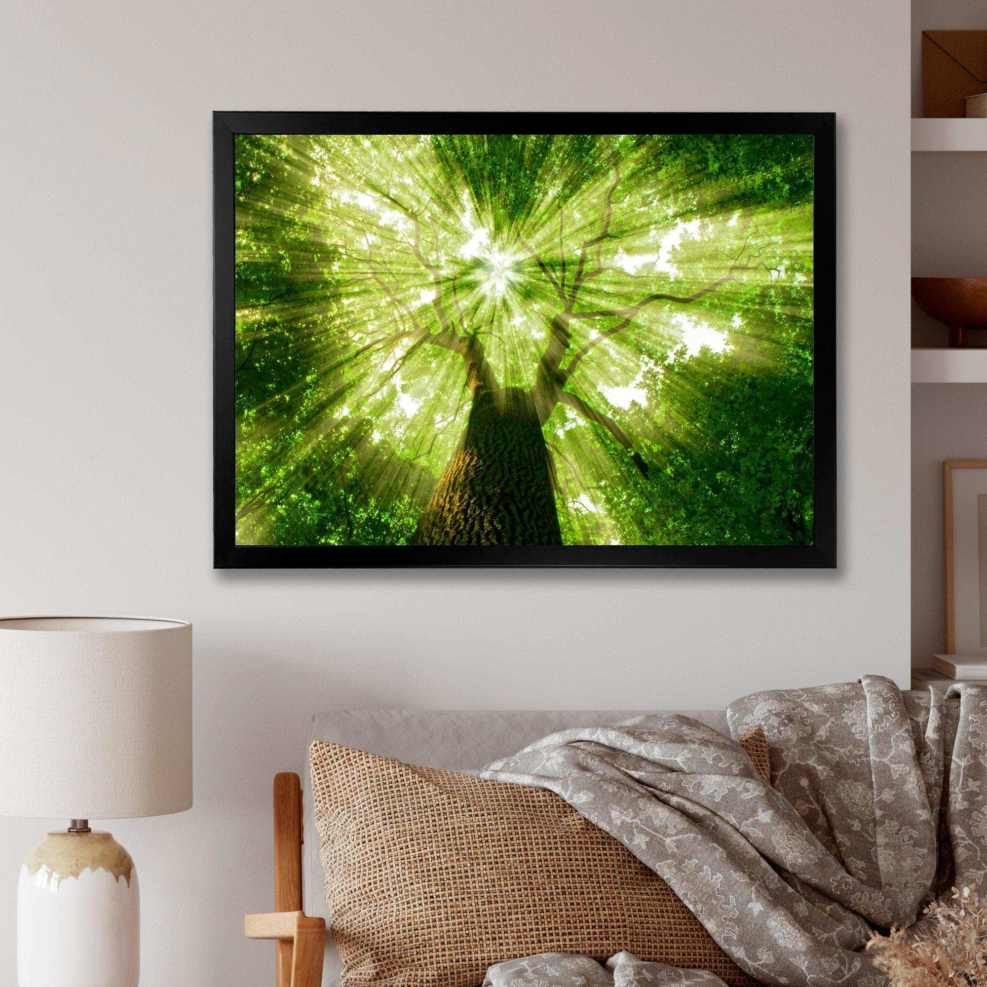 Sunlight Peeking through Green Tree