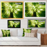 Sunlight Peeking through Green Tree