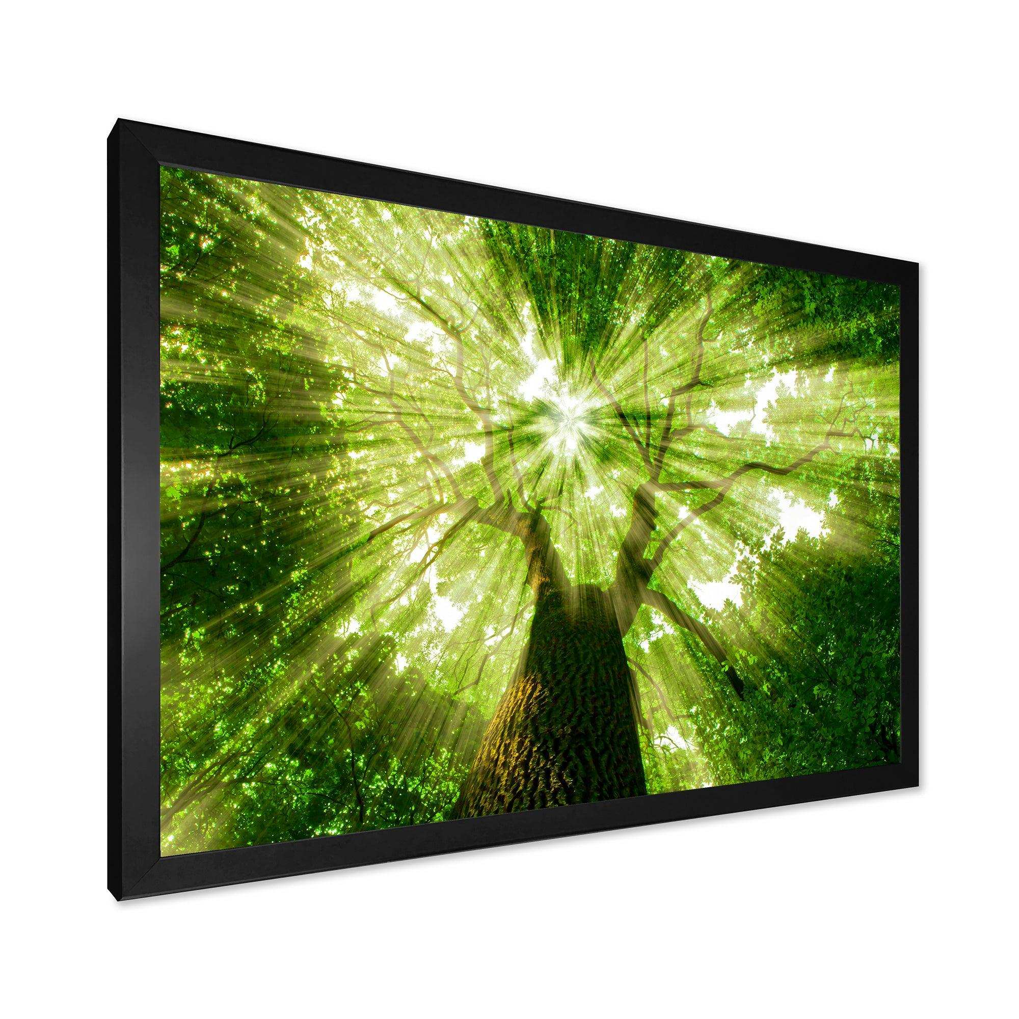 Sunlight Peeking through Green Tree