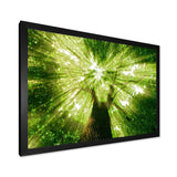 Sunlight Peeking through Green Tree