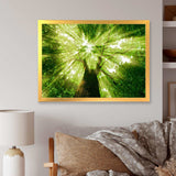 Sunlight Peeking through Green Tree