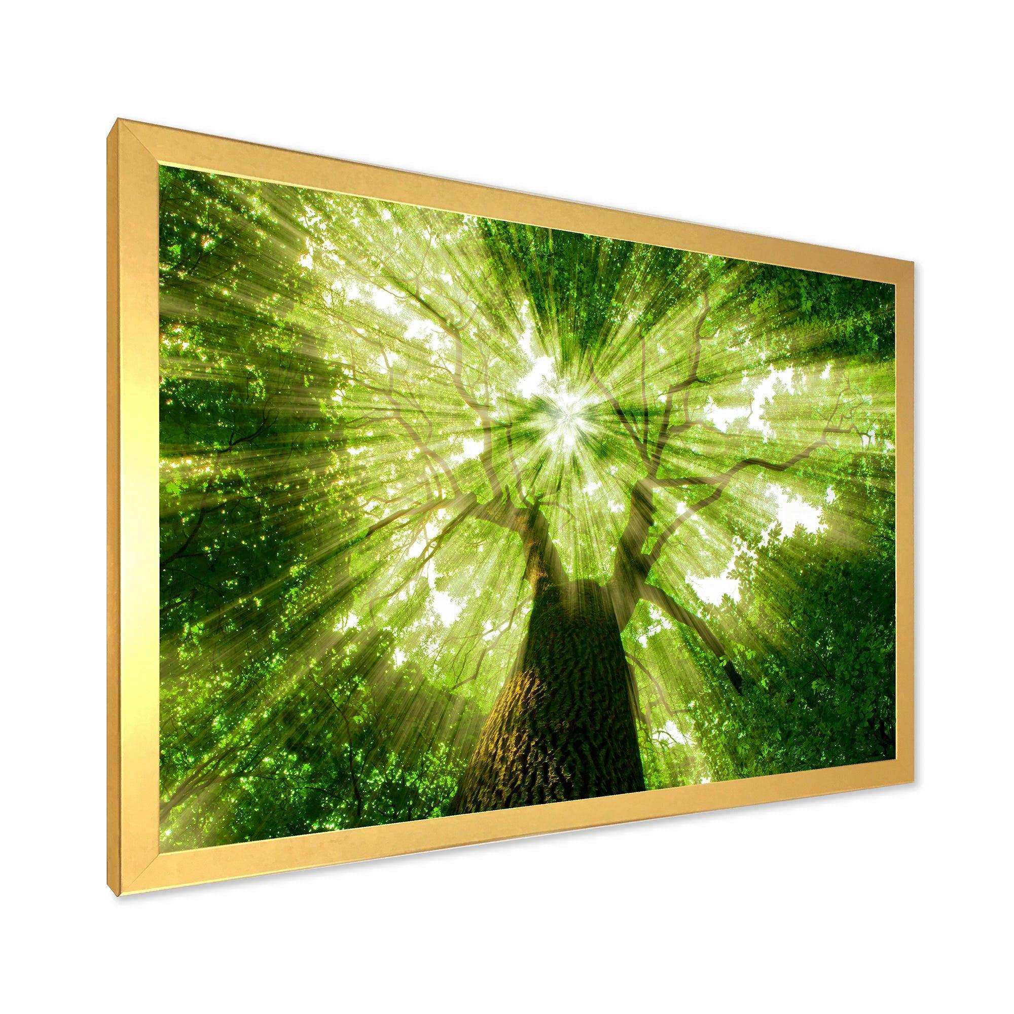 Sunlight Peeking through Green Tree