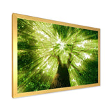 Sunlight Peeking through Green Tree