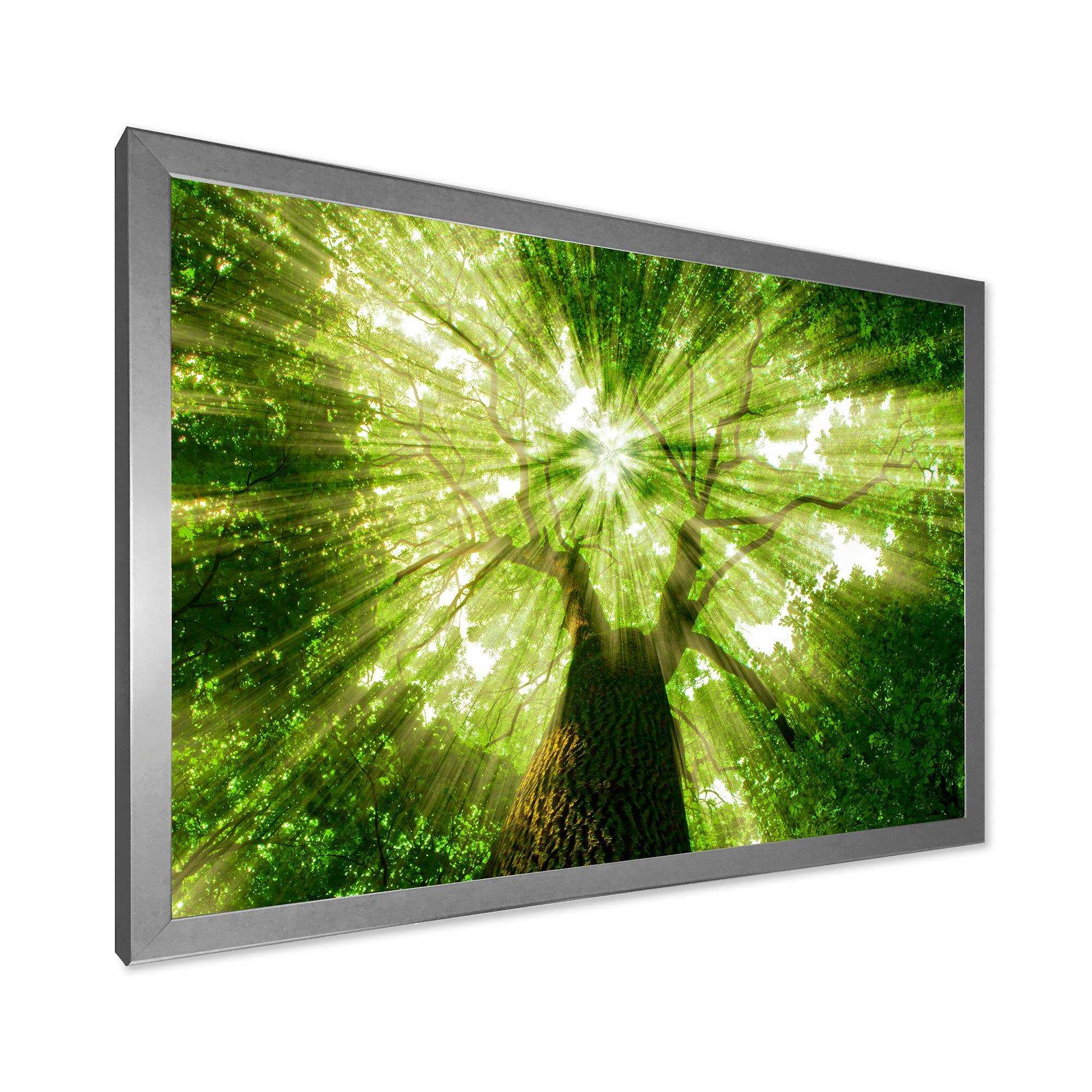 Sunlight Peeking through Green Tree