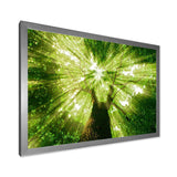 Sunlight Peeking through Green Tree