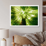 Sunlight Peeking through Green Tree