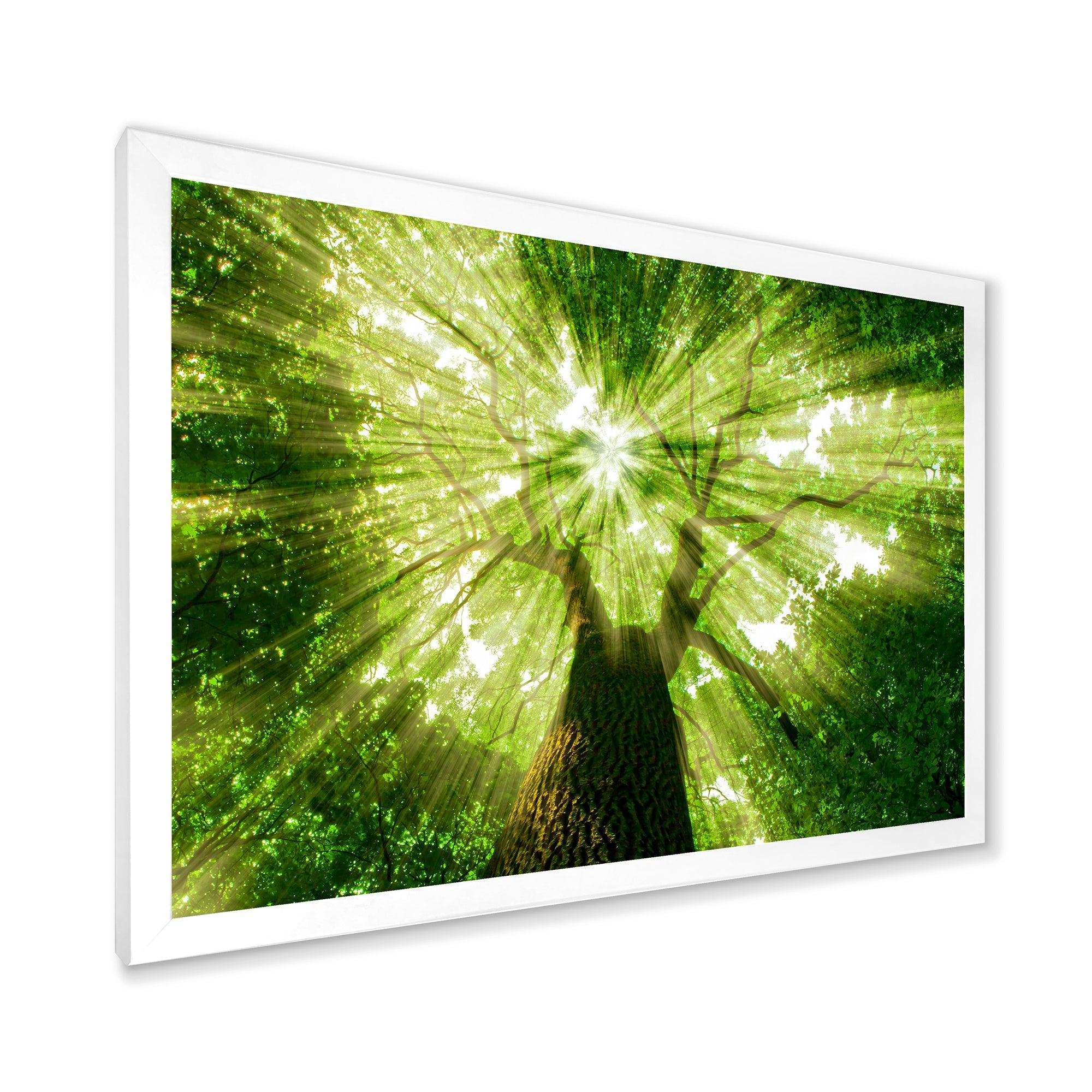 Sunlight Peeking through Green Tree