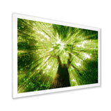 Sunlight Peeking through Green Tree