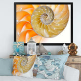 Isolated Nautilus Shell - Nautical & Coastal Bedroom Wall Art