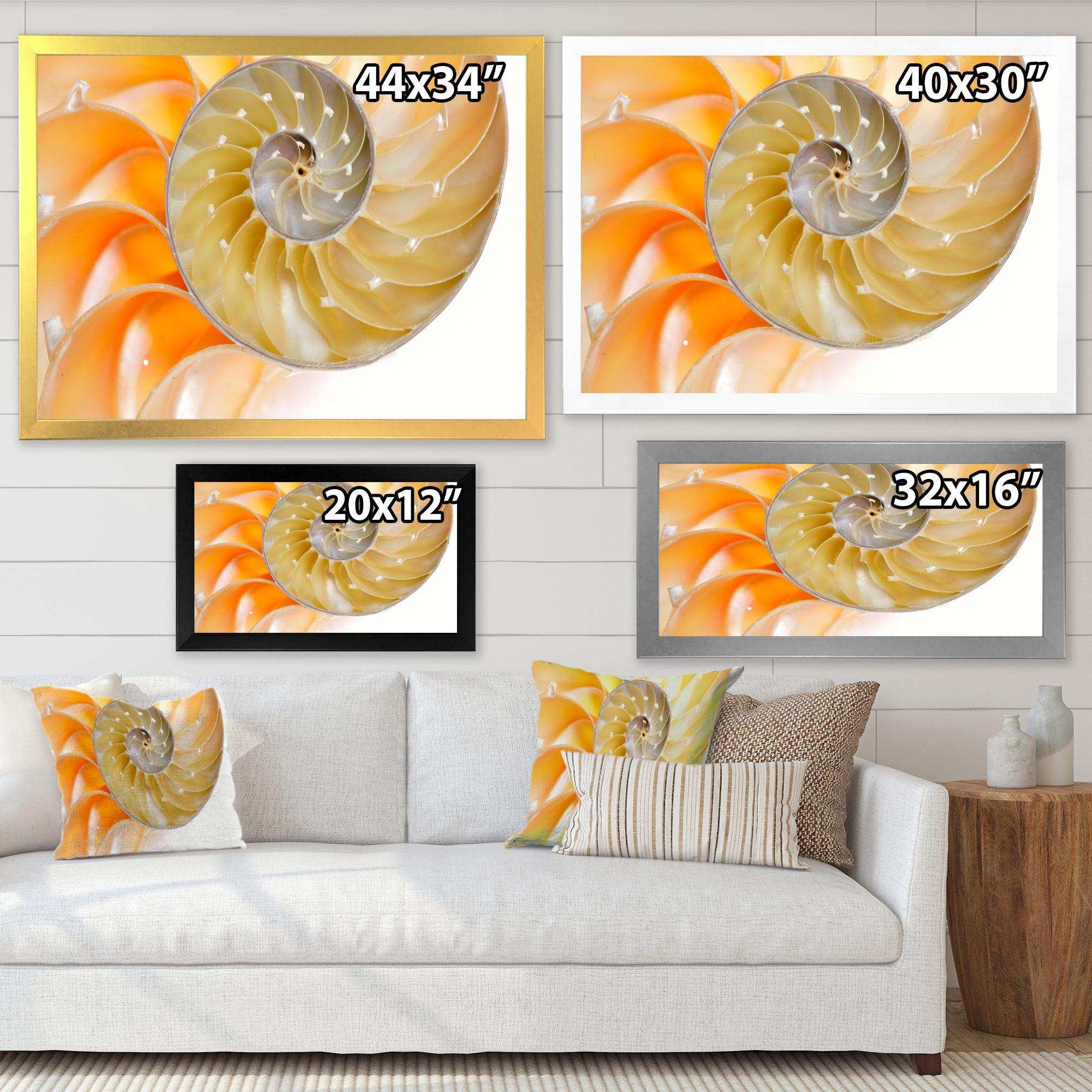 Isolated Nautilus Shell - Nautical & Coastal Bedroom Wall Art