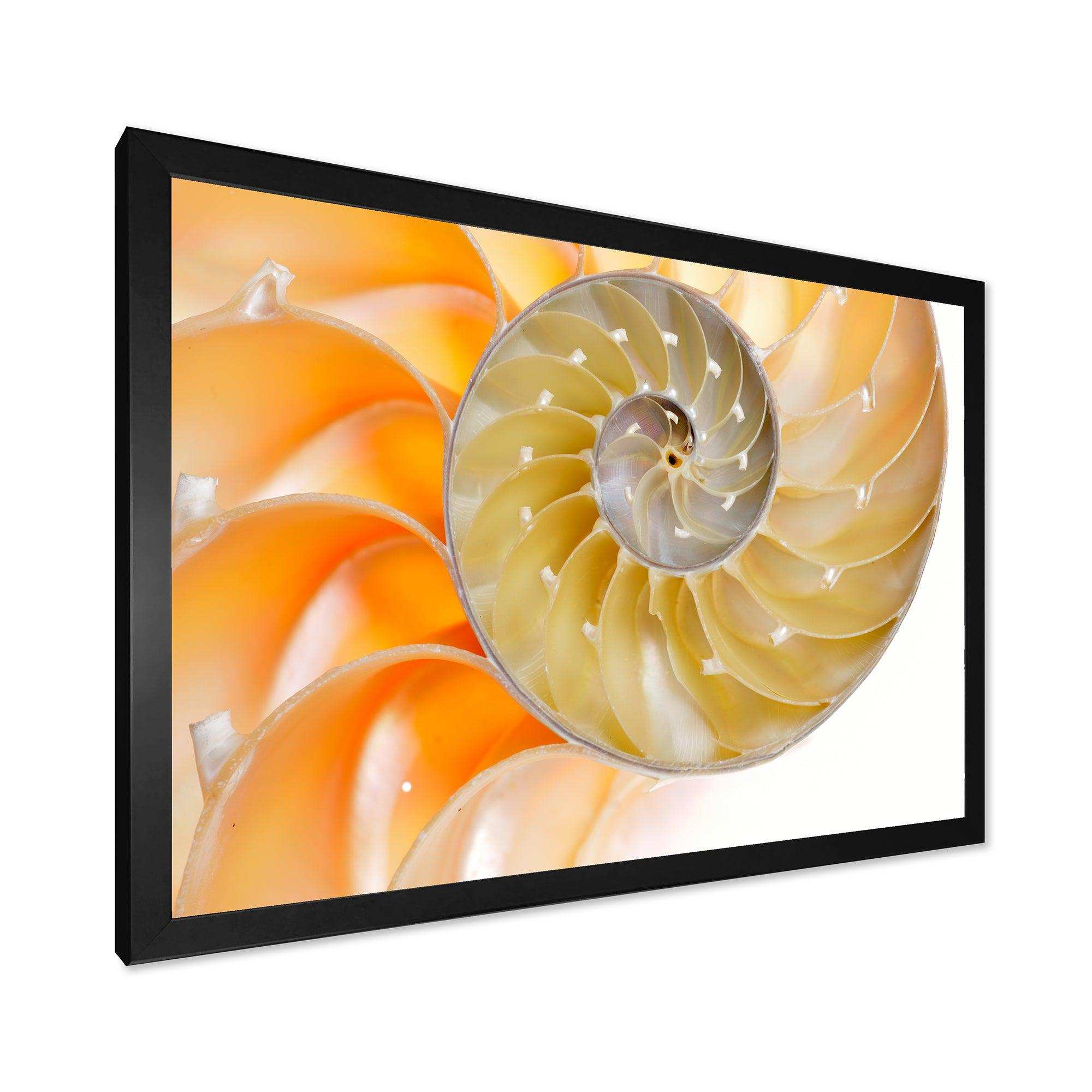 Isolated Nautilus Shell - Nautical & Coastal Bedroom Wall Art