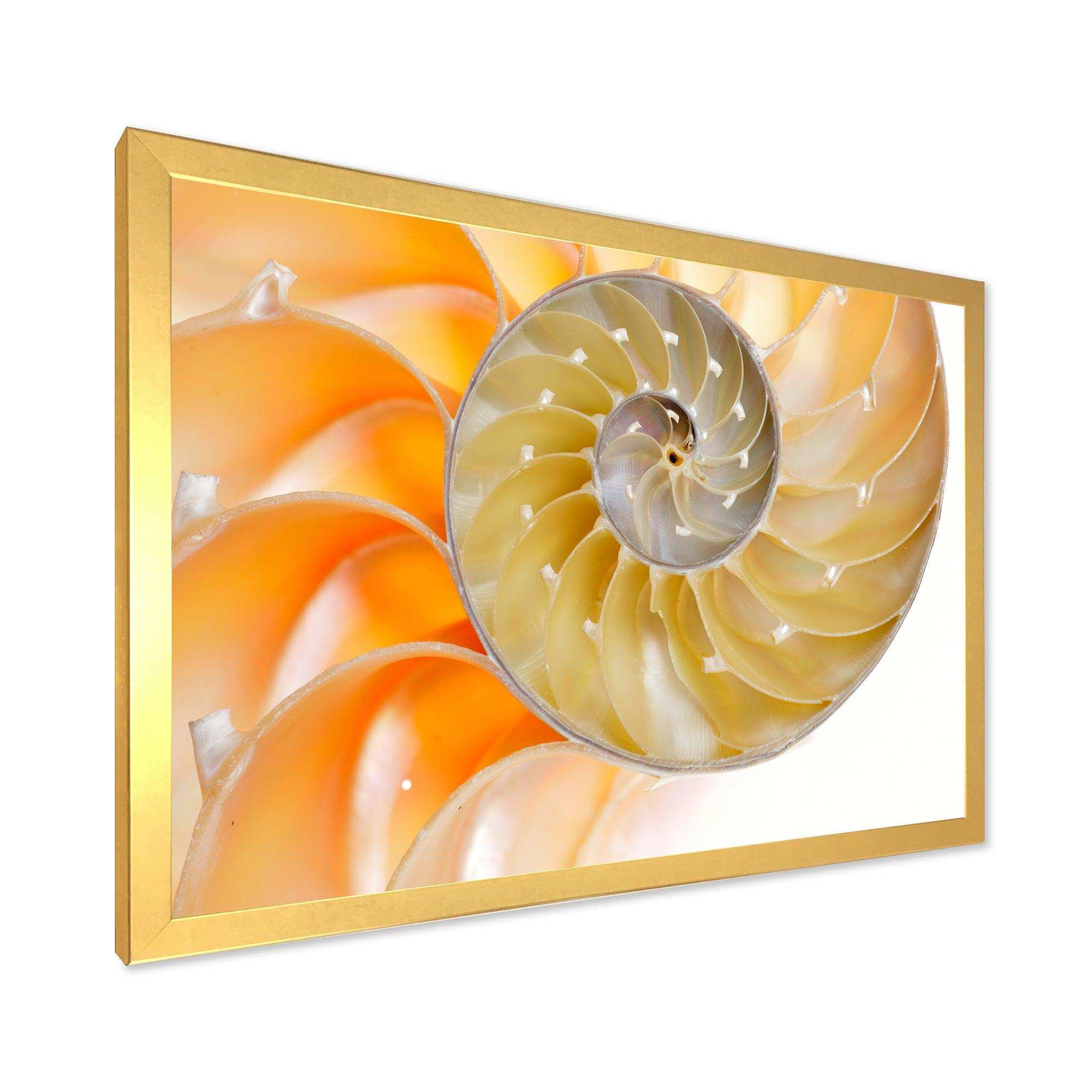 Isolated Nautilus Shell - Nautical & Coastal Bedroom Wall Art