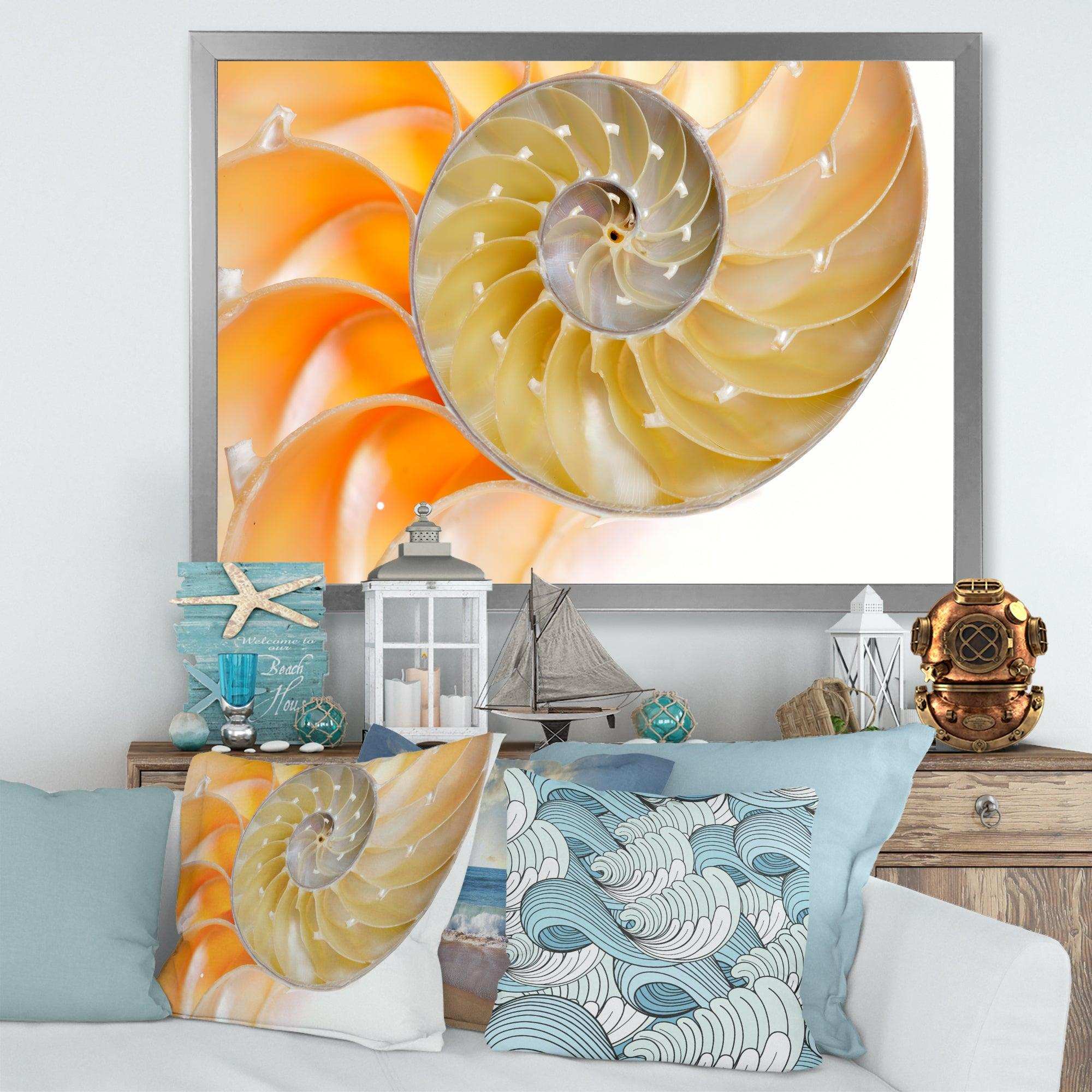 Isolated Nautilus Shell - Nautical & Coastal Bedroom Wall Art