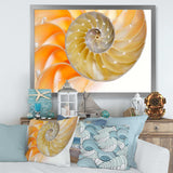 Isolated Nautilus Shell - Nautical & Coastal Bedroom Wall Art