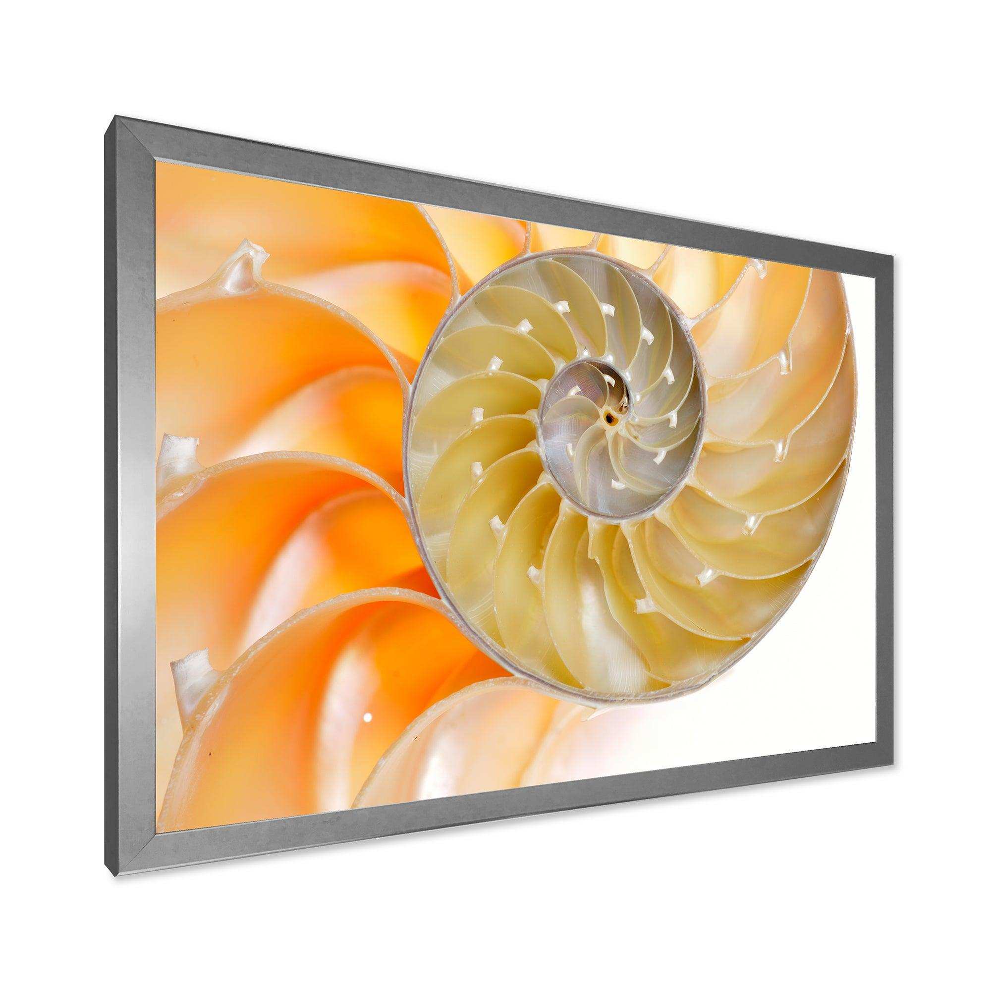 Isolated Nautilus Shell - Nautical & Coastal Bedroom Wall Art