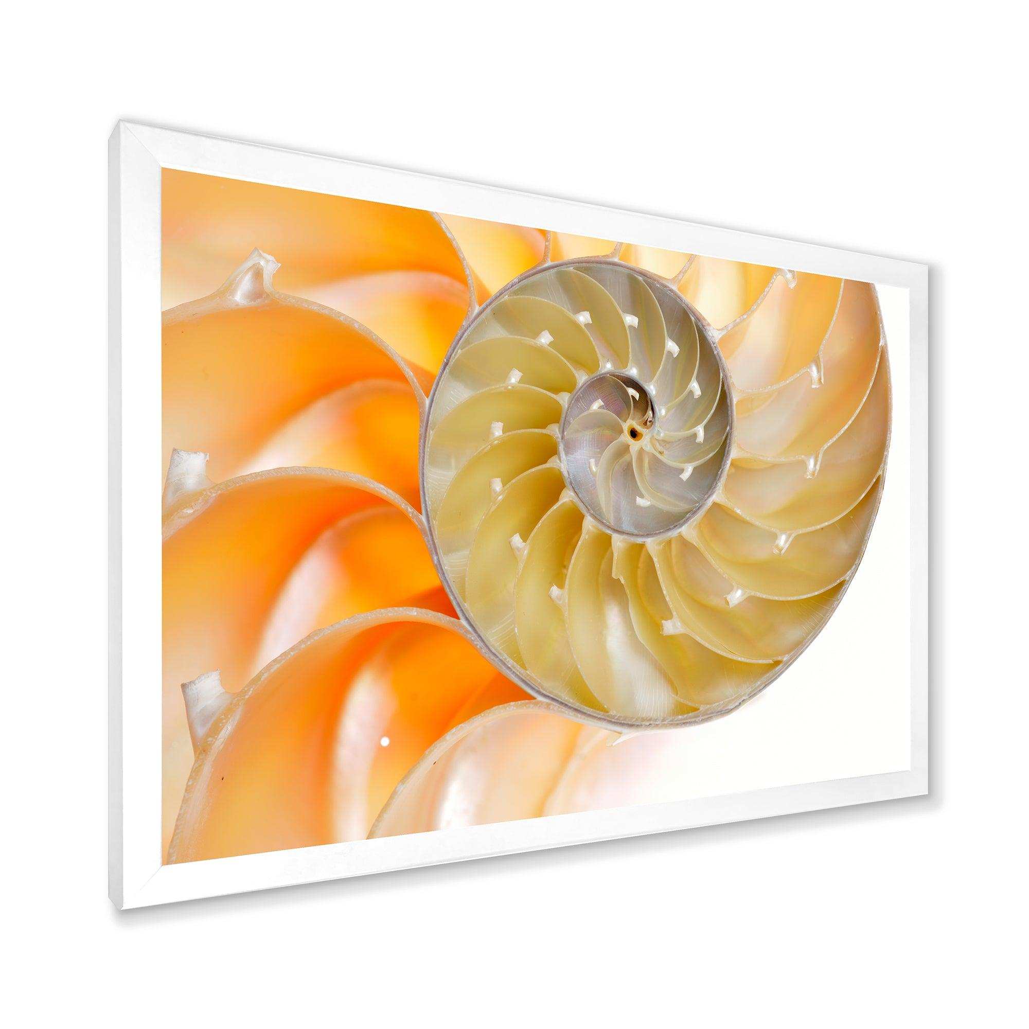 Isolated Nautilus Shell - Nautical & Coastal Bedroom Wall Art