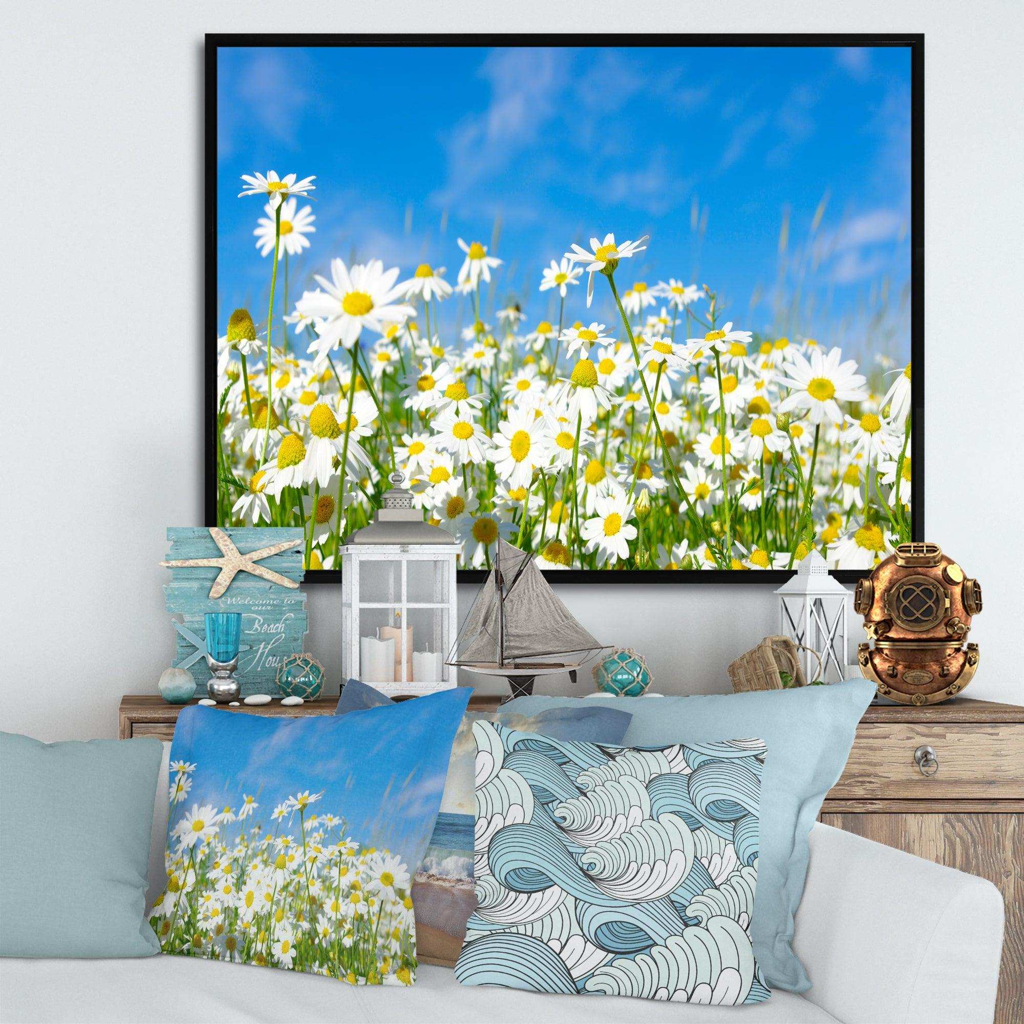 White Daisies under Bright Blue Sky
