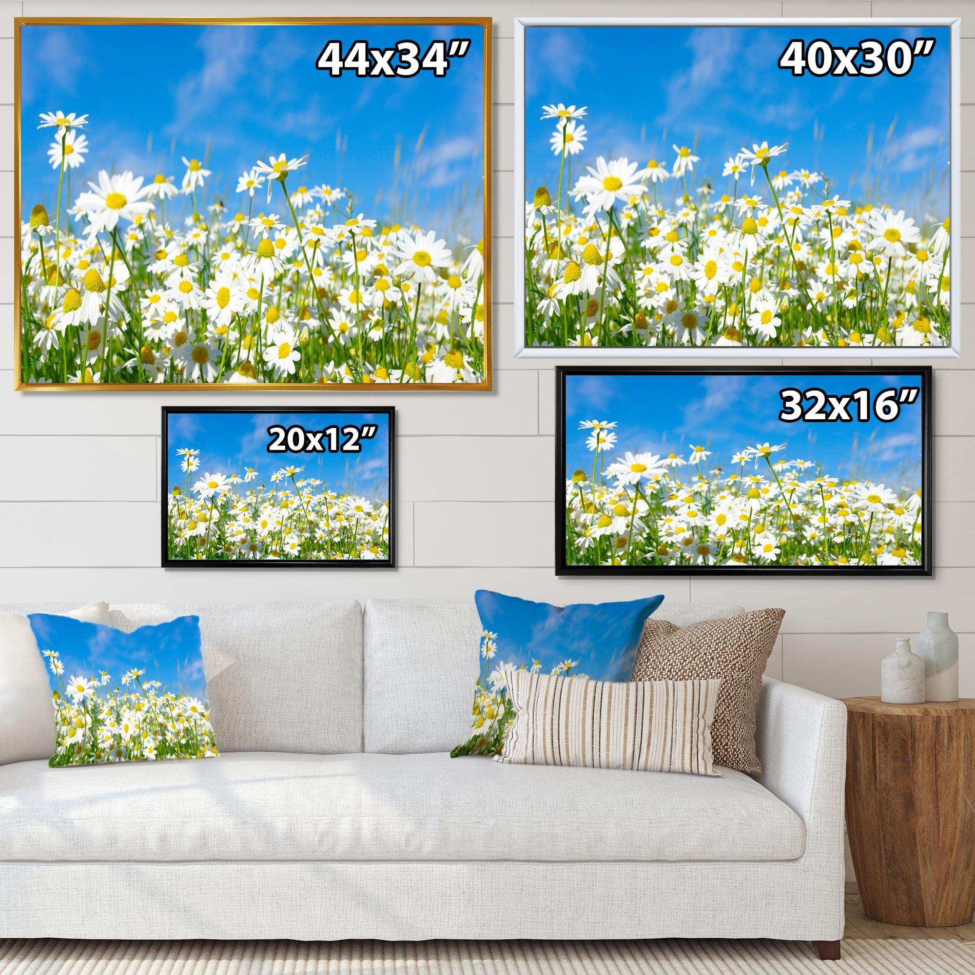 White Daisies under Bright Blue Sky