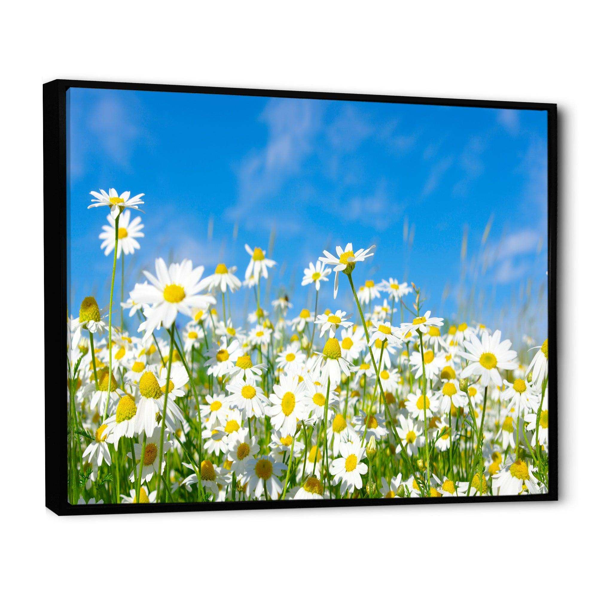 White Daisies under Bright Blue Sky