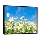 White Daisies under Bright Blue Sky