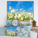 White Daisies under Bright Blue Sky