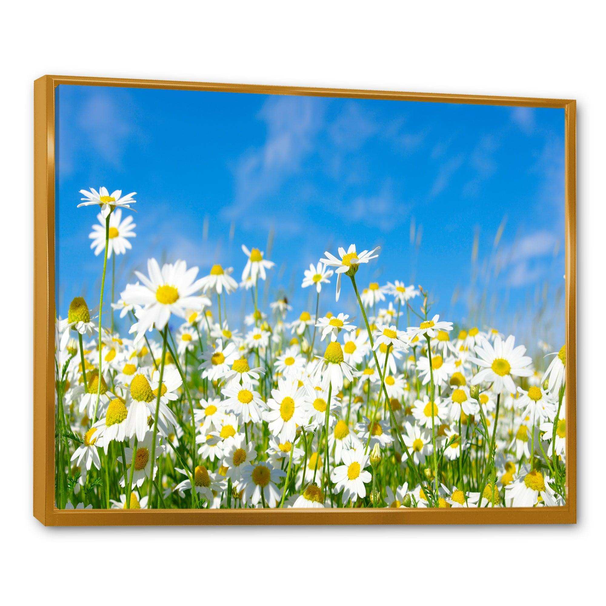 White Daisies under Bright Blue Sky