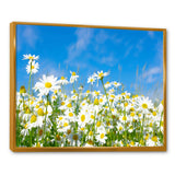 White Daisies under Bright Blue Sky