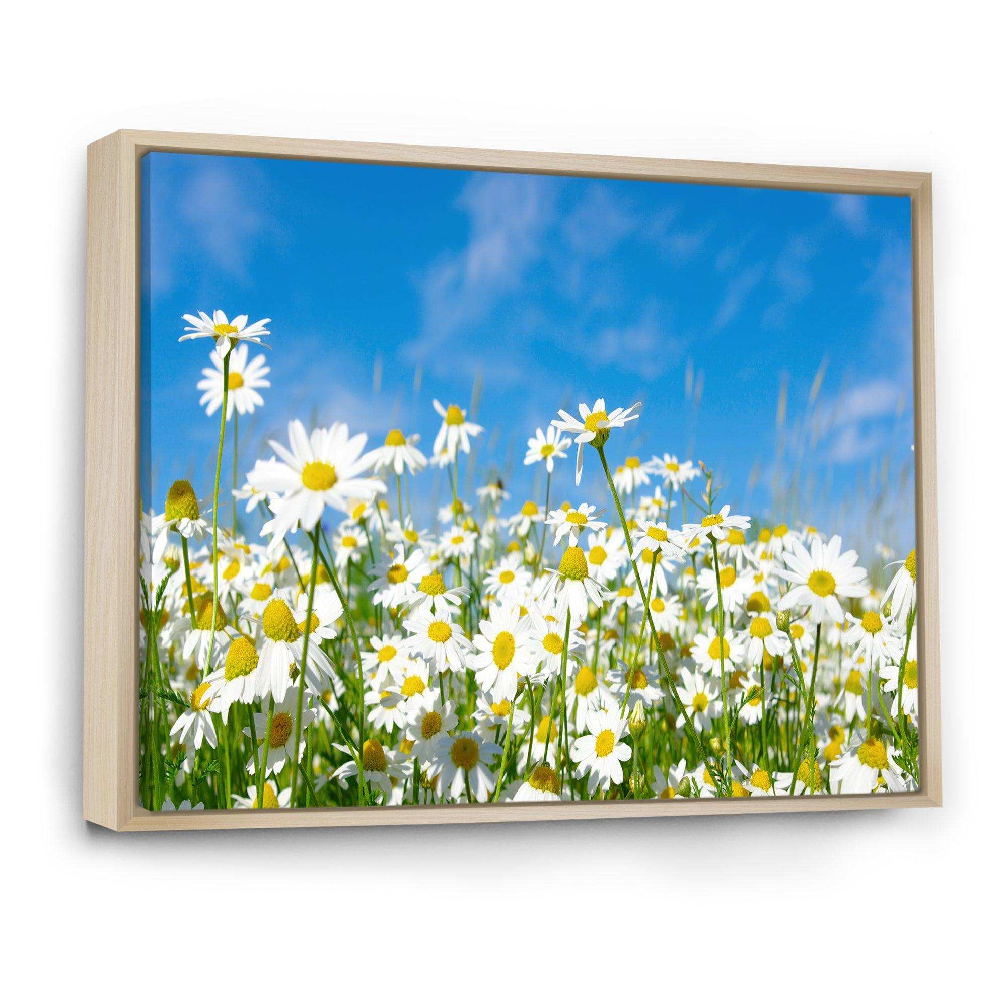 White Daisies under Bright Blue Sky