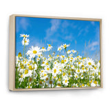 White Daisies under Bright Blue Sky