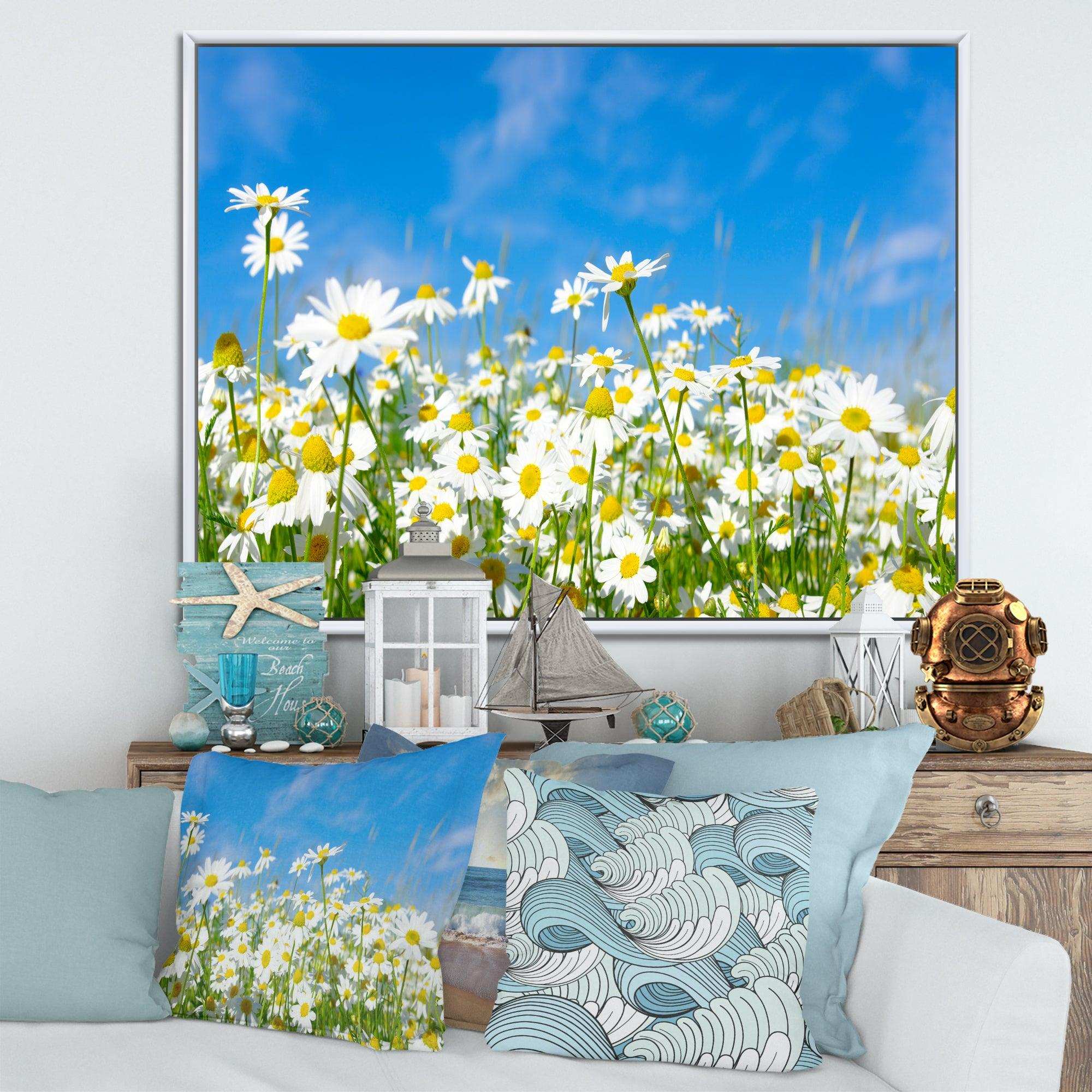 White Daisies under Bright Blue Sky
