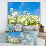 White Daisies under Bright Blue Sky