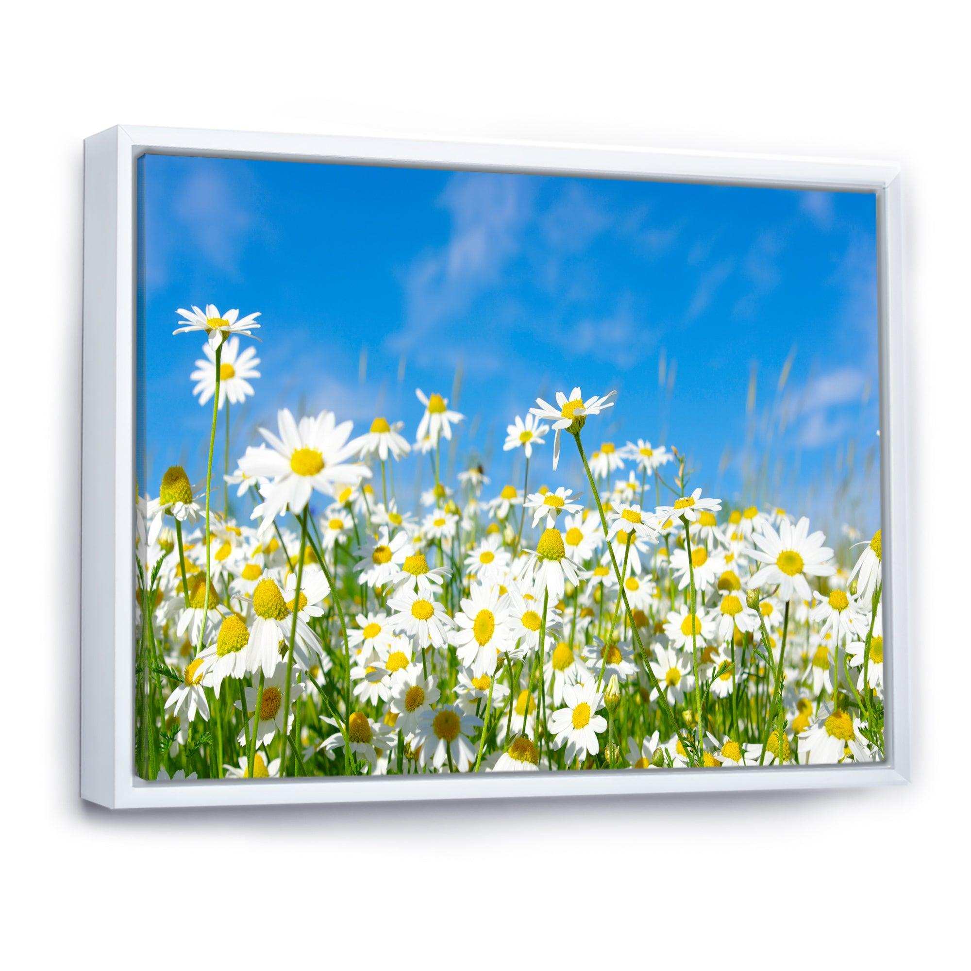 White Daisies under Bright Blue Sky