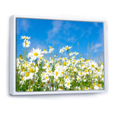 White Daisies under Bright Blue Sky